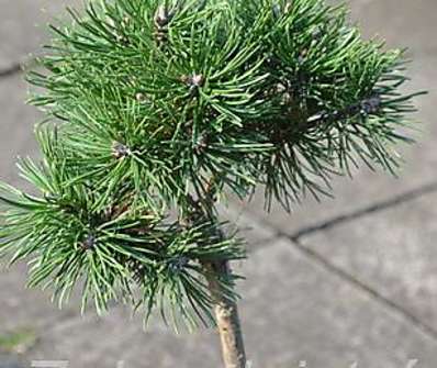 Borovice - Pinus uncinata 'Madla'  KM