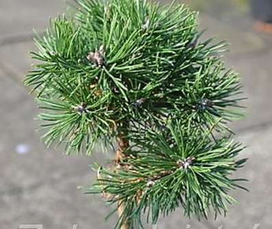 Borovice - Pinus uncinata 'Madla'  KM