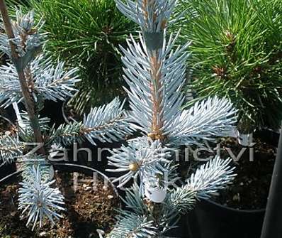 smrk - Picea pungens 'Hoopsii'....