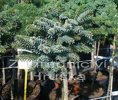 smrk - Picea omorika 'Nana' KM