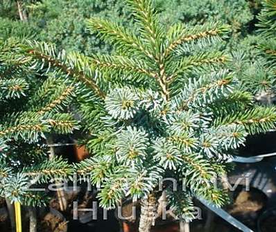 smrk - Picea omorika 'Nana' KM