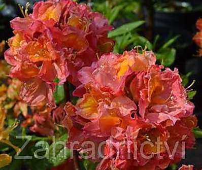 Azalea knaphill 'Sarina'