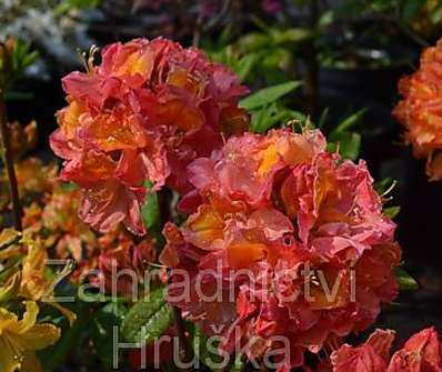 Azalea knaphill 'Sarina'