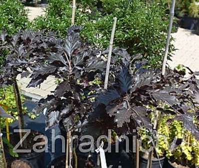 buk - Fagus sylvatica 'Rohan Weeping'