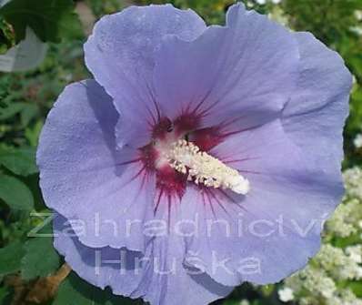 ibišek - Hibiscus syriacus 'Marina'