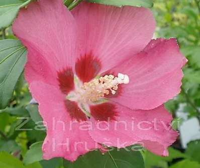 ibišek - Hibiscus syriacus 'Woodbridge'