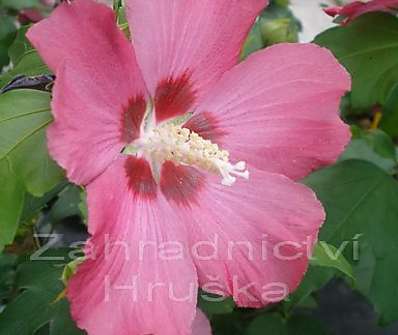 ibišek - Hibiscus syriacus 'Woodbridge'