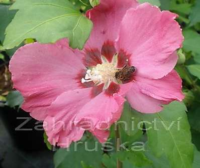 ibišek - Hibiscus syriacus 'Woodbridge'