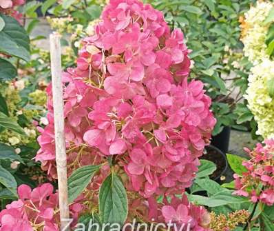 hortenzie - Hydrangea paniculata 'Vanille Fraise'