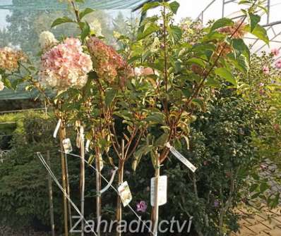 hortenzie - Hydrangea paniculata 'Vanille Fraise'