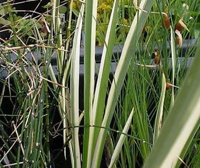 Acorus calamus Variegatus