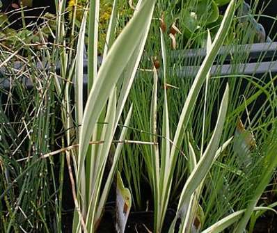 Acorus calamus Variegatus