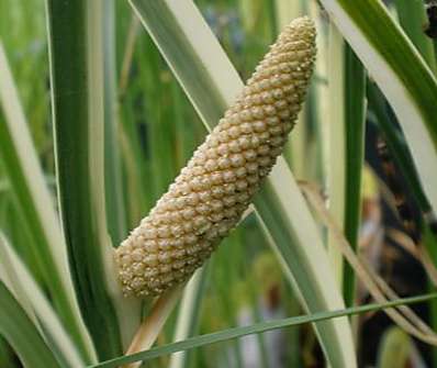 Acorus calamus Variegatus