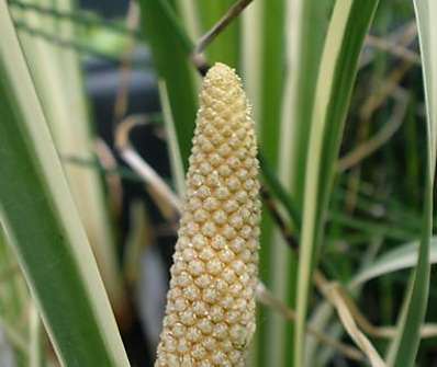 Acorus calamus Variegatus