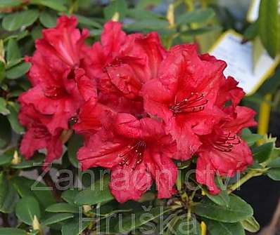 Rhododendron repens 'Baden Baden'