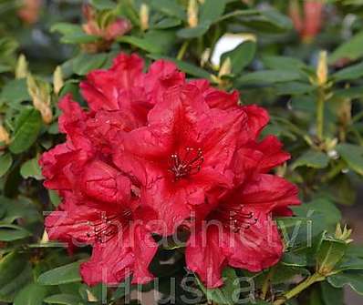 Rhododendron repens 'Baden Baden'