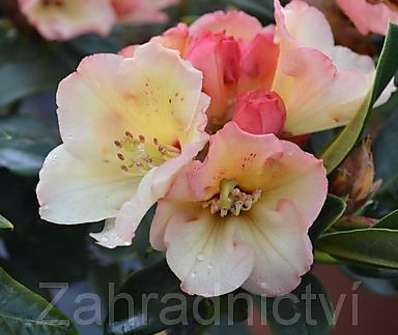 Rhododendron 'Ehrengold'.