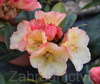 Rhododendron 'Ehrengold'.