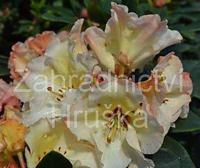 Rhododendron 'Ehrengold'.