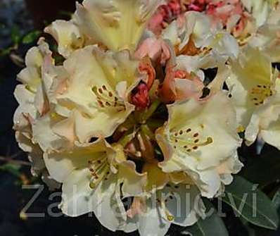 Rhododendron 'Ehrengold'.