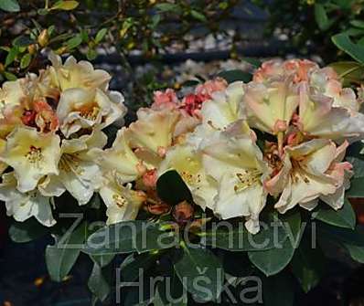 Rhododendron 'Ehrengold'.