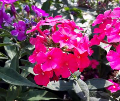 Phlox paniculata Cherry Red