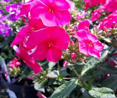 Phlox paniculata Cherry Red