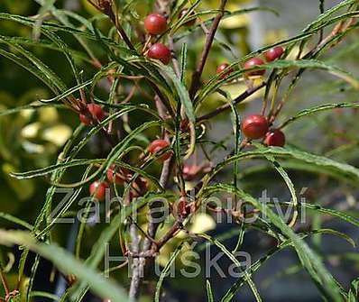 řešetlák - Rhamnus frangula 'Fine Line' KM