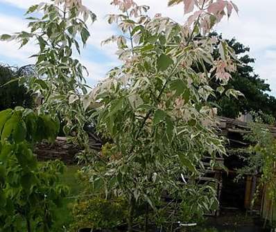 javor - Acer negundo 'Flamingo'.