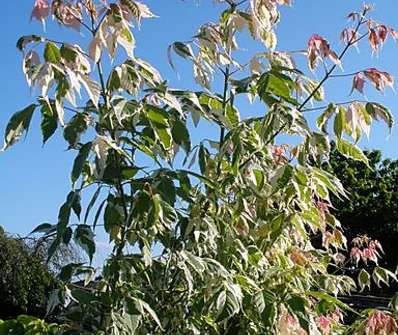 javor - Acer negundo 'Flamingo'.