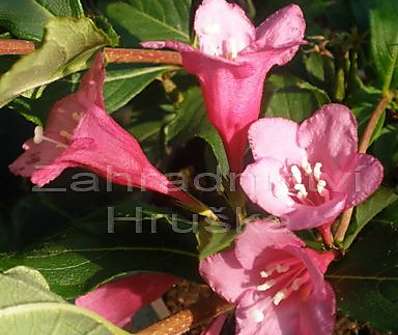 vajgélie - Weigela florida 'Korea'