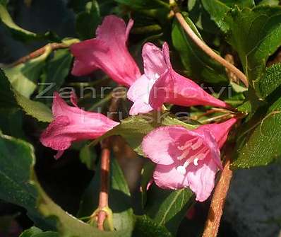 vajgélie - Weigela florida 'Korea'