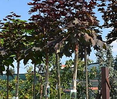 javor - Acer platanoides 'Crimson Sentry'...