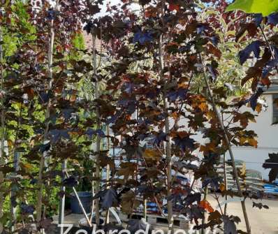 javor - Acer platanoides 'Royal Red'