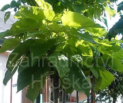 katalpa - Catalpa bignoides 'Aurea'