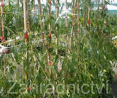 bříza - Betula verrucosa 'Gracilis'.