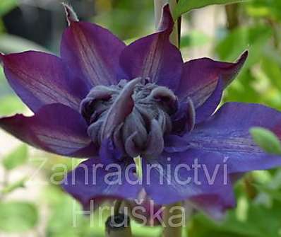 plamének - Clematis 'Vyvyan Pennell'