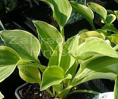 bohyška - Hosta 'Golden Tiara'