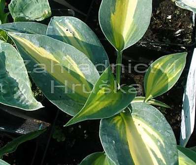 bohyška - Hosta 'June'