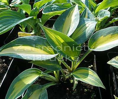 bohyška - Hosta 'June'