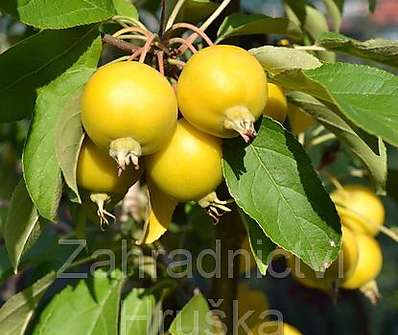 jabloň - Malus 'Golden Hornet'