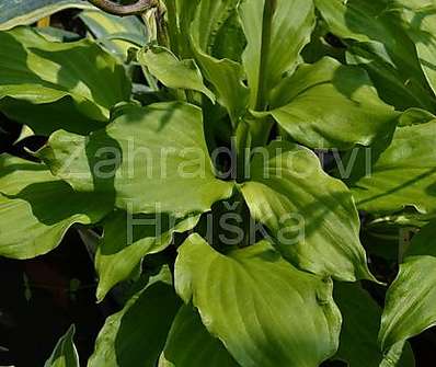 bohyška - Hosta undulata 'Mediovariegata'