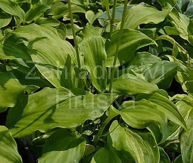 bohyška - Hosta undulata 'Mediovariegata'