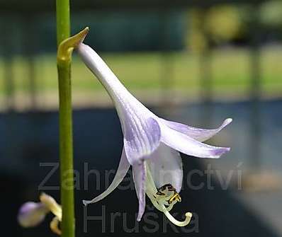 bohyška - Hosta undulata 'Mediovariegata'