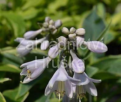 bohyška - Hosta tokudama 'Flavocircinalis'