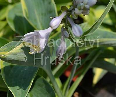 bohyška - Hosta tokudama 'Flavocircinalis'