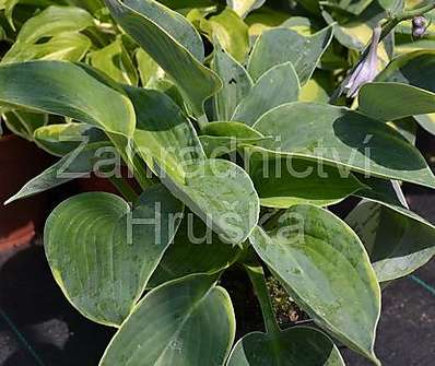 bohyška - Hosta tokudama 'Flavocircinalis'