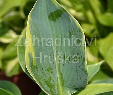 bohyška - Hosta tokudama 'Flavocircinalis'