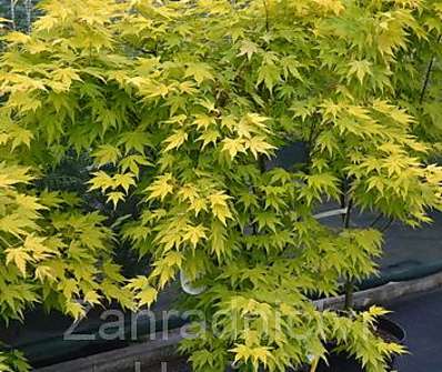 javor - Acer palmatum 'Orange Dream'