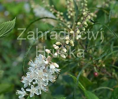 jochovec - Clethra alnifolia 'Pink Spire'